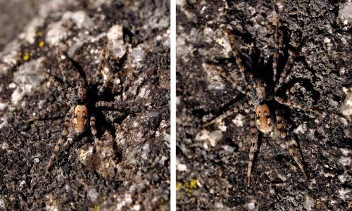 Réf. 318 390 : Arctosa perita